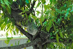 0104 Cairns Tropical Zoo